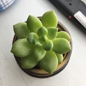 Meet your Posher, Ming yuan